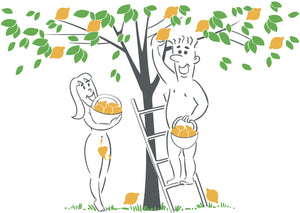 Wild Orchard Characters harvesting lemons.